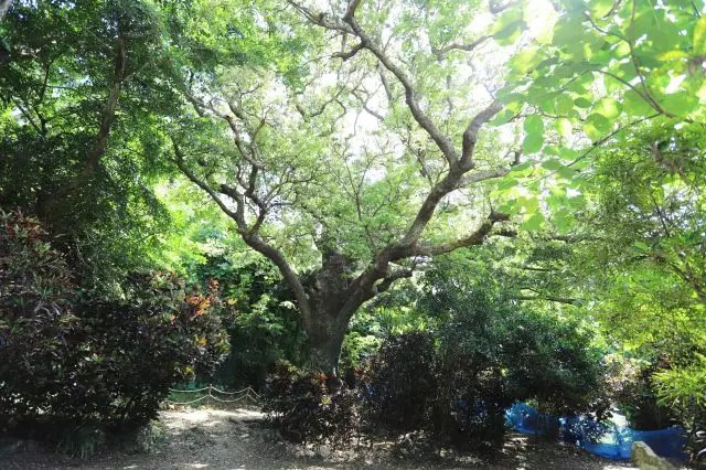 🌳 슈리 긴조의 큰 아카기 나무 (슈리킨조노 오오아카기) 이미지 5